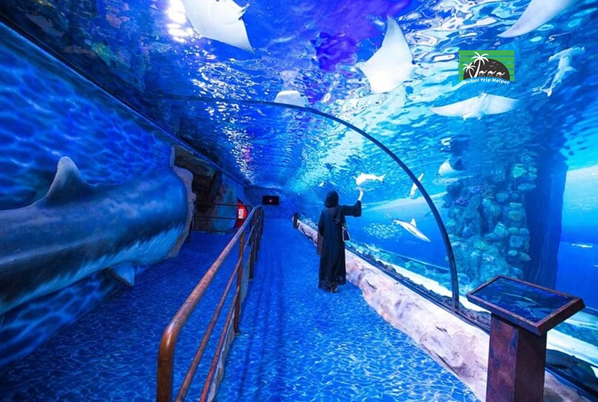 a lady watching marines from outside the glass in Dubai mall underwater zoo