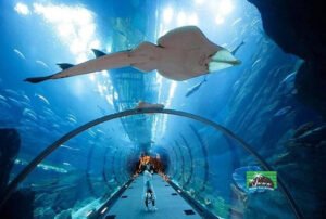 the lost chambers aquarium of marine life